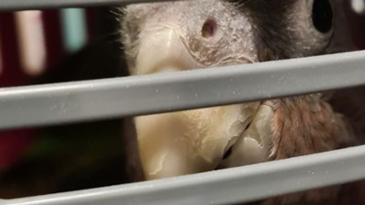 Nederland - Honderden dieren in beslag genomen tijdens actie tegen wildlife crime
